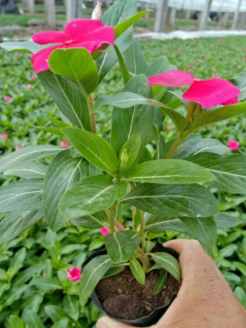 长春花