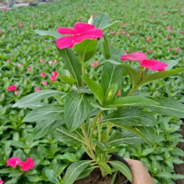 长春花