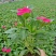 长春花