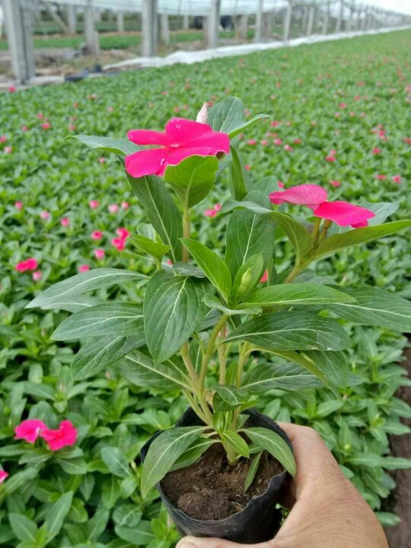 长春花