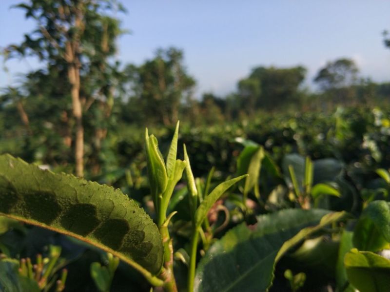 红茶英德红茶英红九号