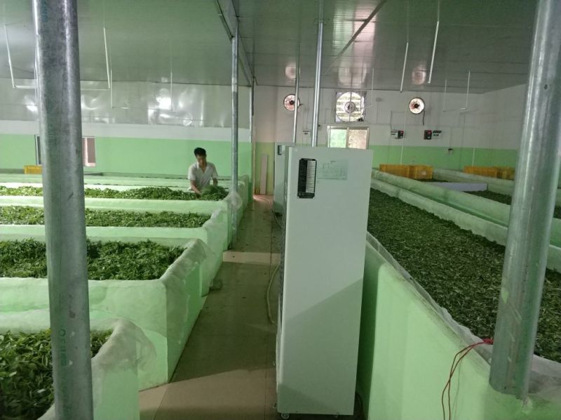 红茶英德红茶英红九号