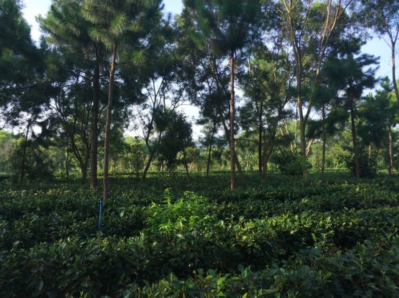 红茶英德红茶英红九号