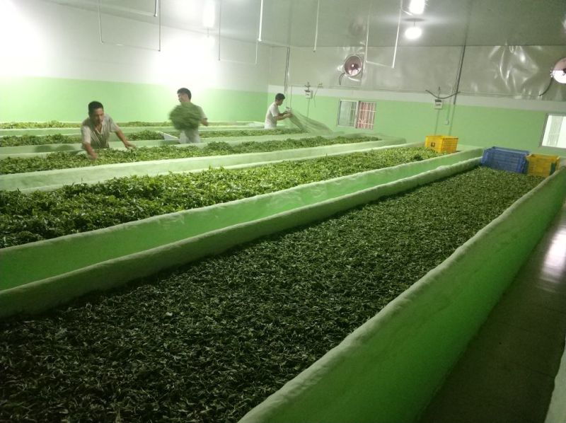 红茶英德红茶英红九号
