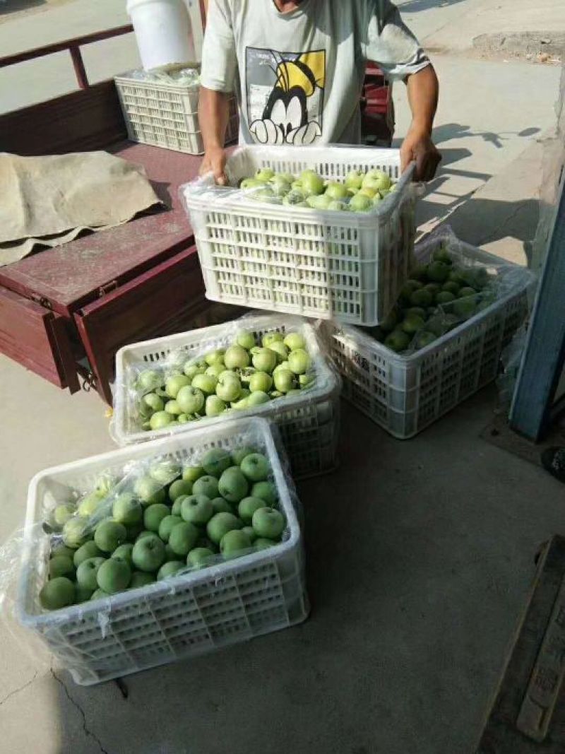 辽伏苹果大量上市产地直供一手货源质量保证