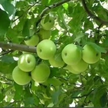 辽伏苹果大量上市产地直供一手货源质量保证