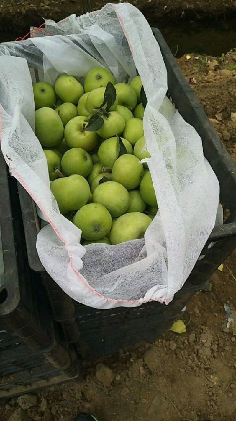 辽伏苹果大量上市产地直供一手货源质量保证