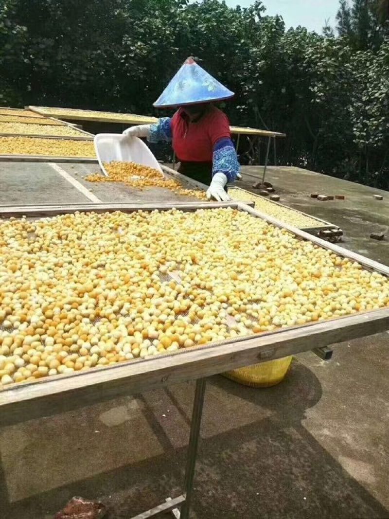 800头淡干瑶柱