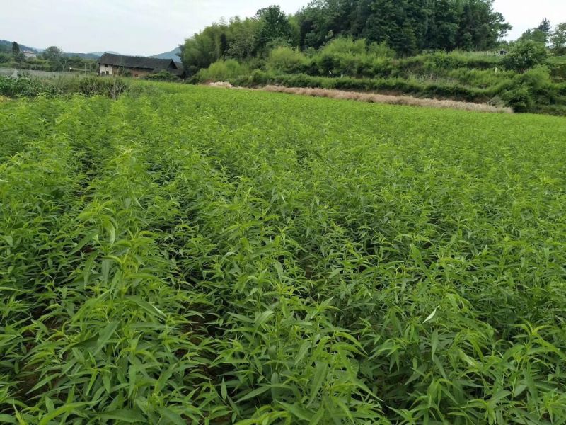 黄桃树苗炎陵黄桃苗供应早中晚熟品种齐全