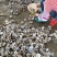 800头淡干瑶柱