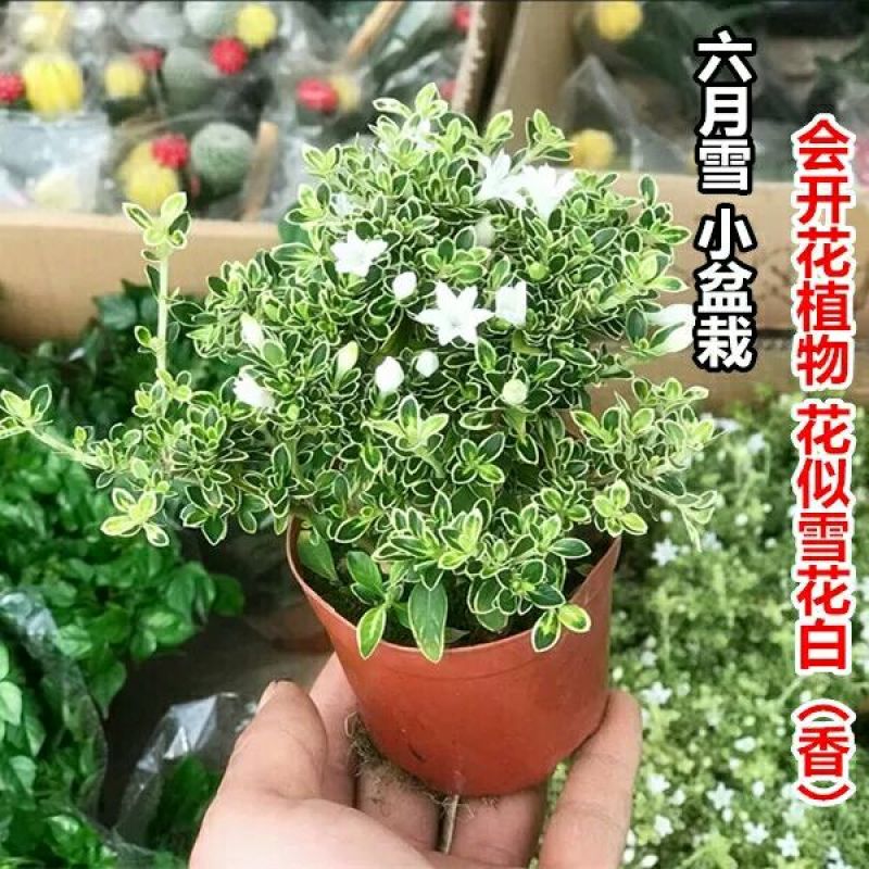 六月雪盆栽