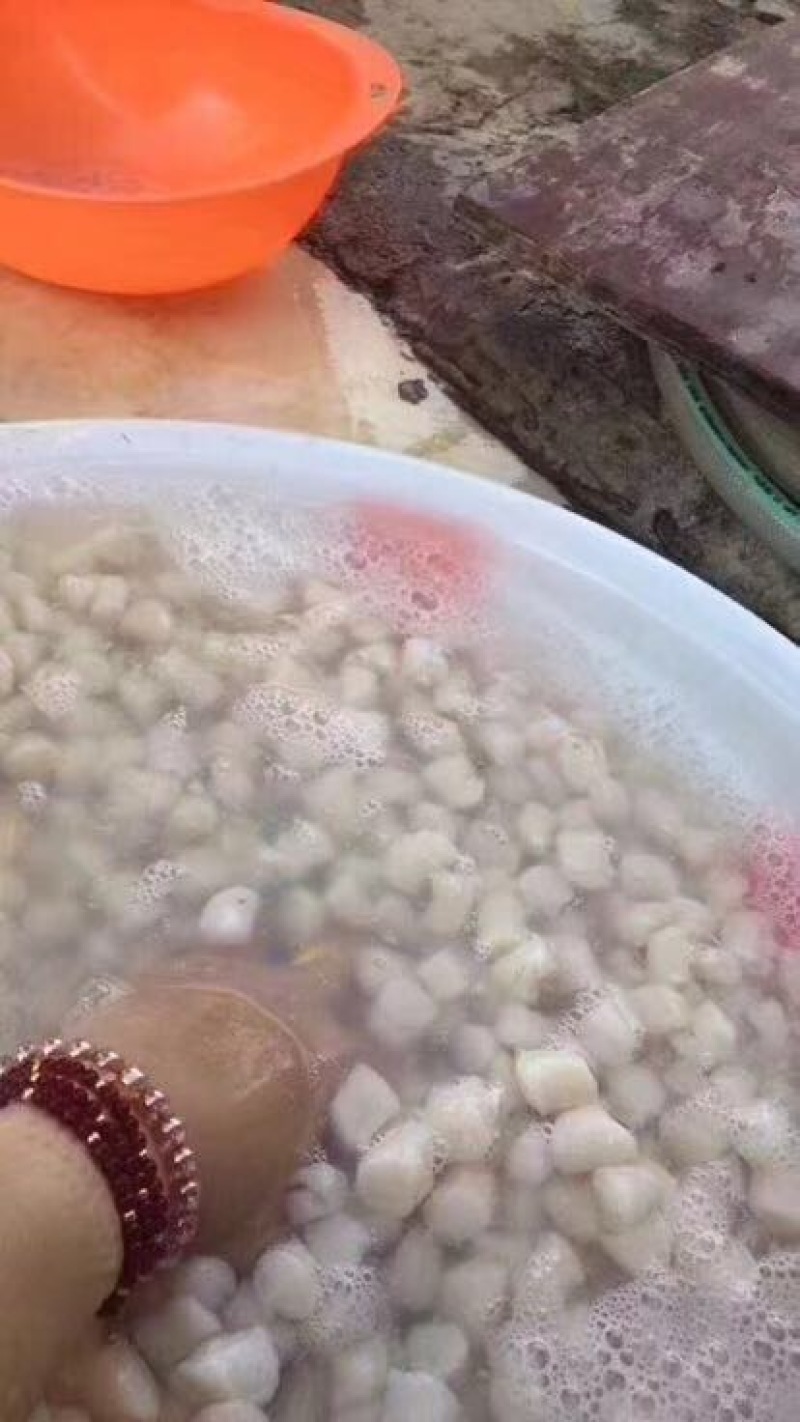 干瑶柱