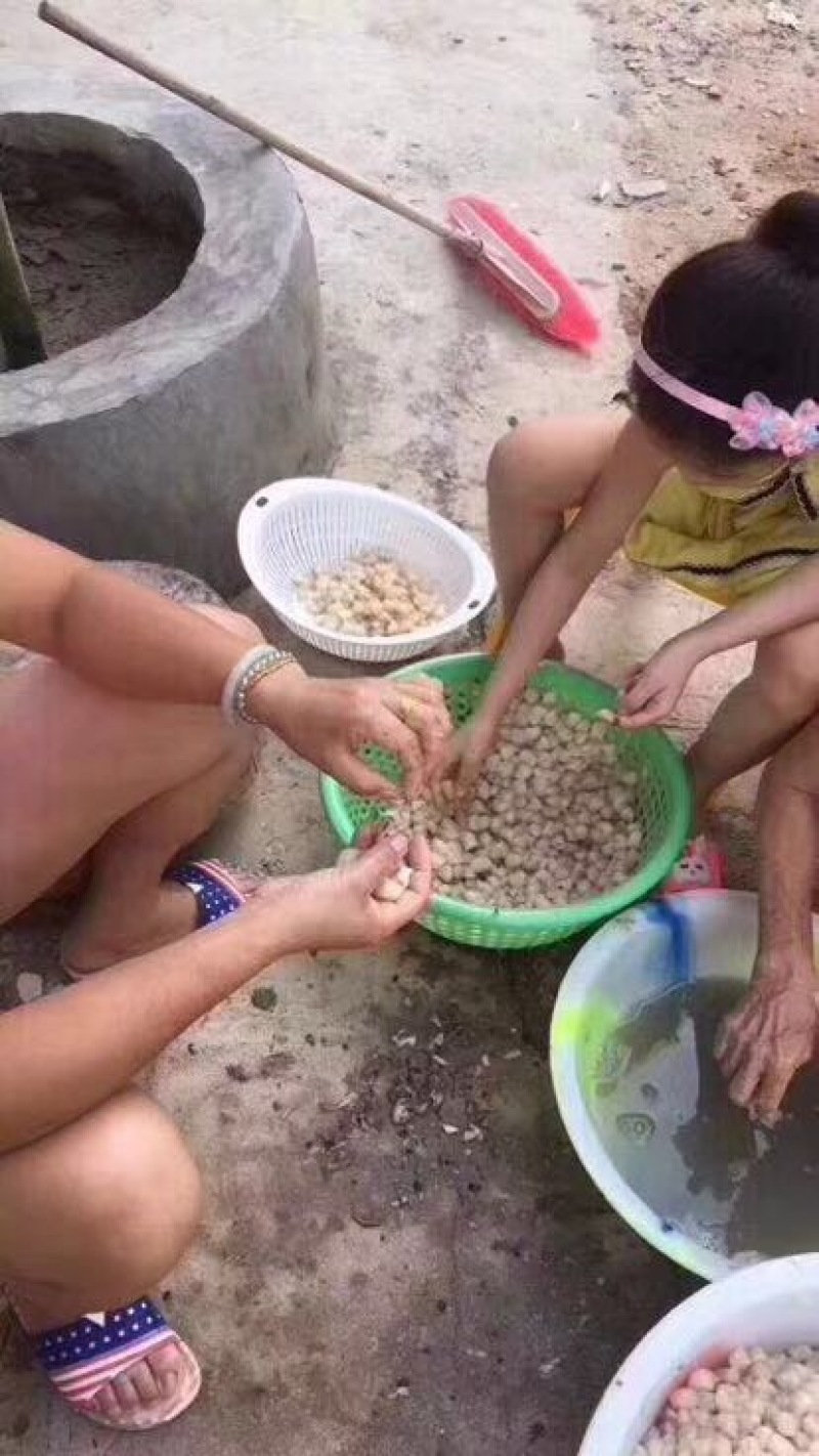 干瑶柱