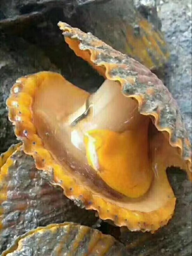 干瑶柱