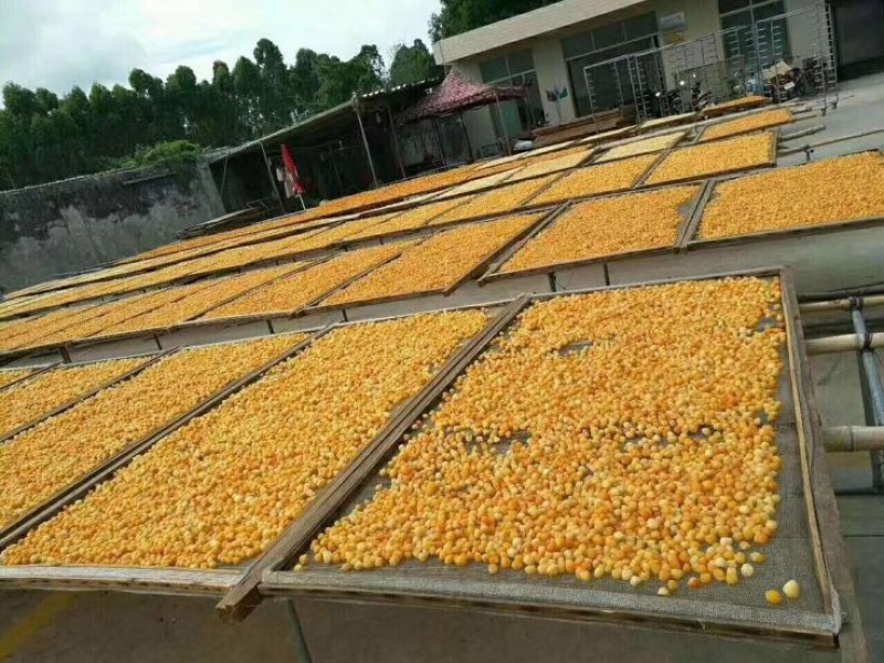 干瑶柱