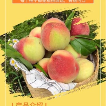 白凤桃60mm以上