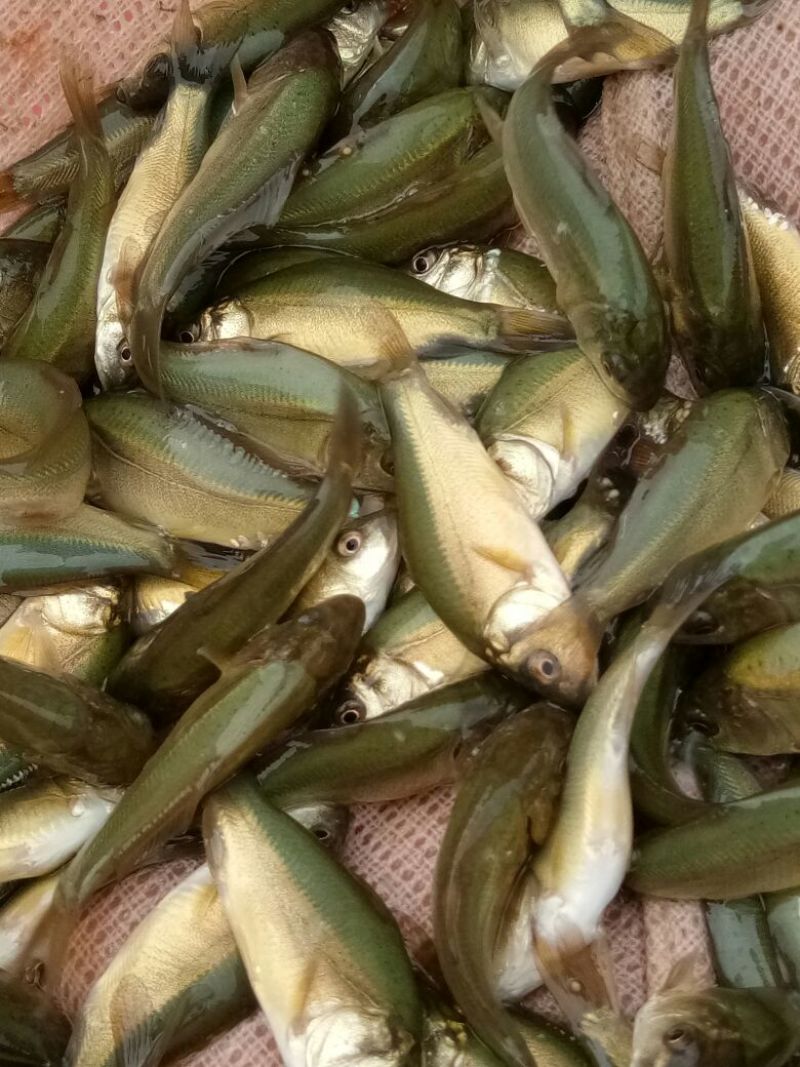各位鱼🐟苗及成品鱼