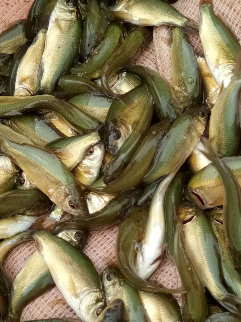 各位鱼🐟苗及成品鱼
