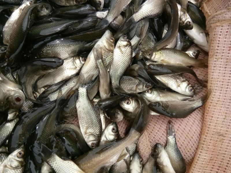各位鱼🐟苗及成品鱼