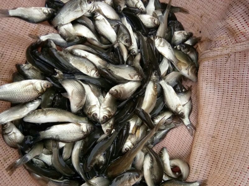 各位鱼🐟苗及成品鱼