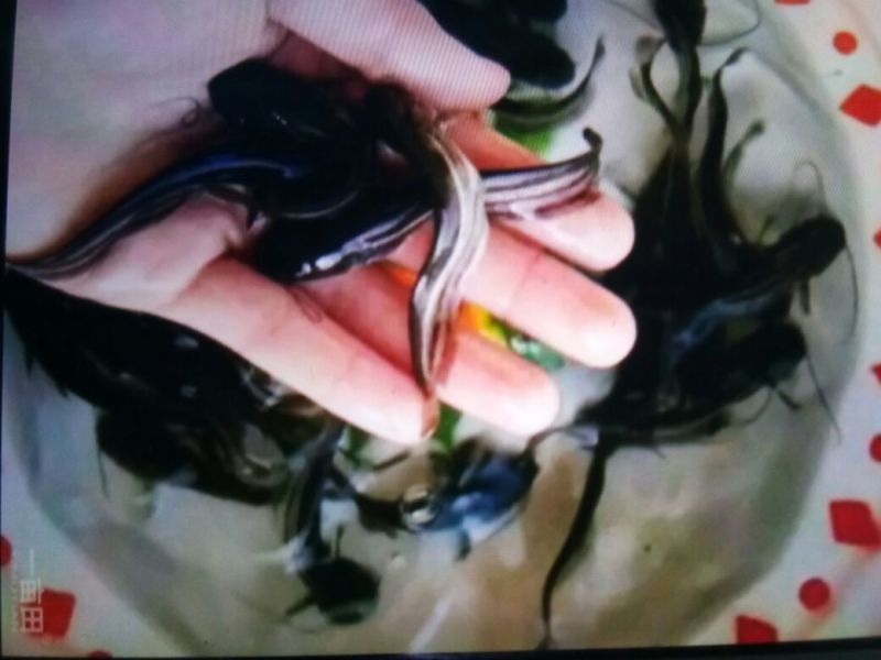 各位鱼🐟苗及成品鱼