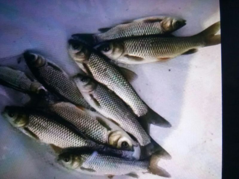各位鱼🐟苗及成品鱼