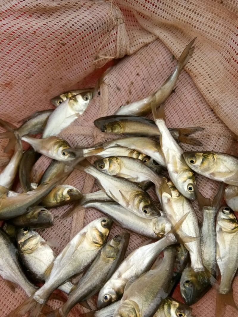 各位鱼🐟苗及成品鱼