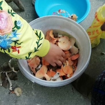 各类野生菌