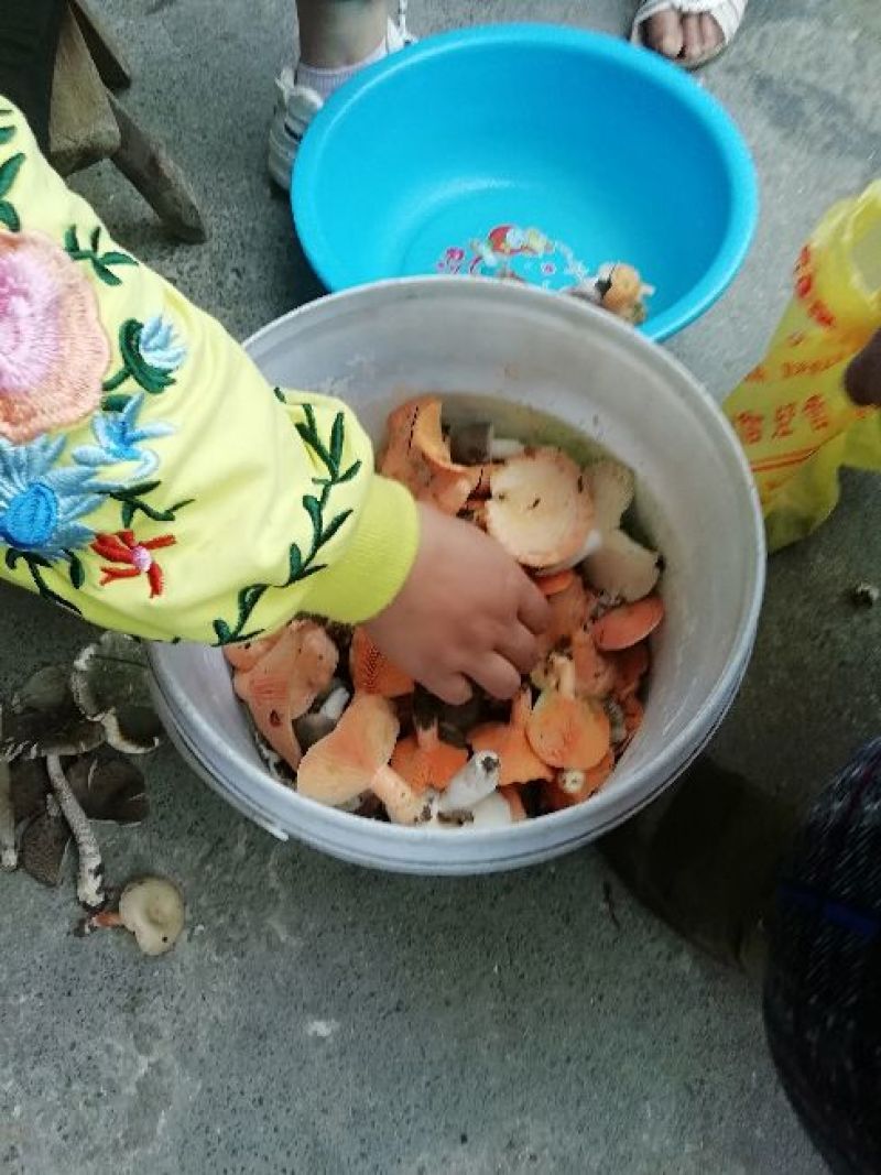 各类野生菌
