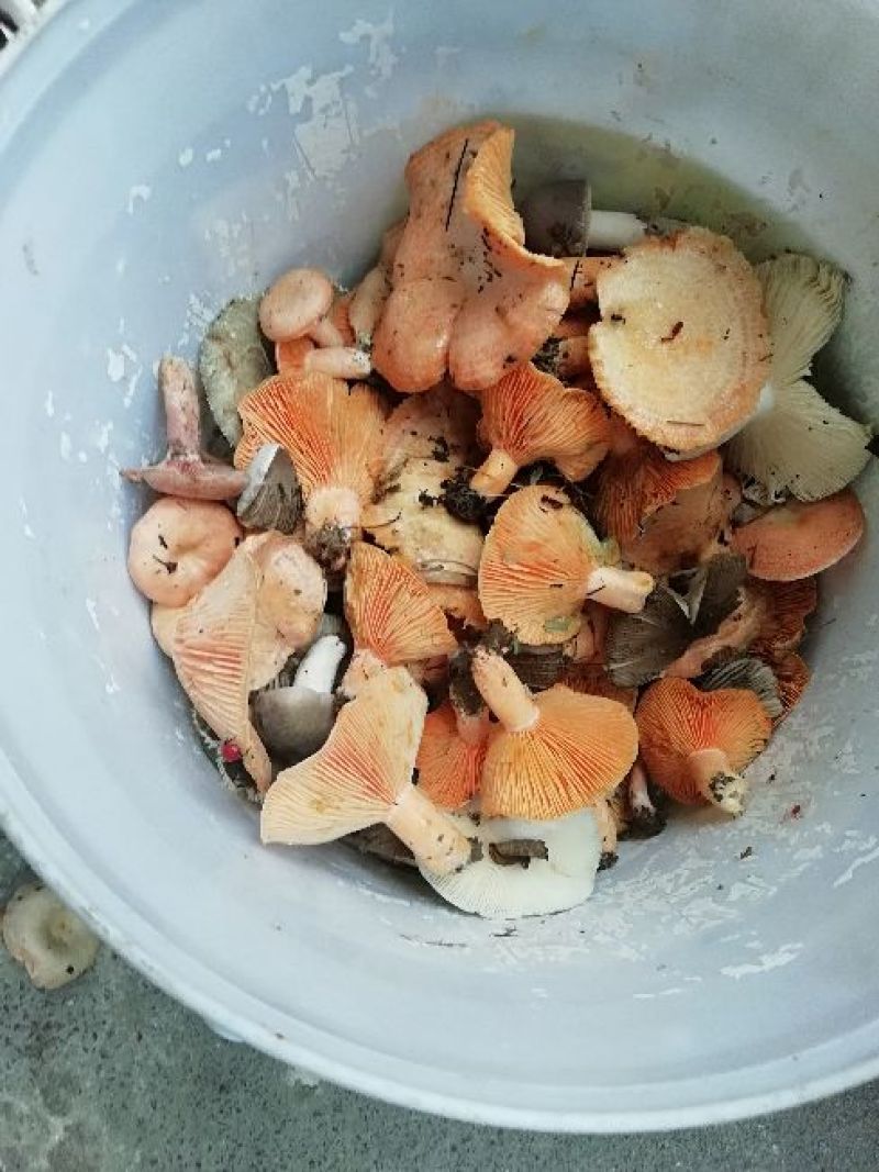 各类野生菌