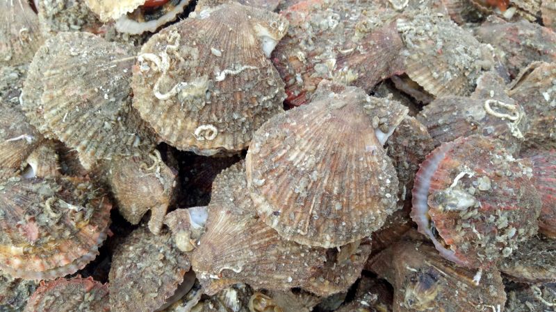 红扇贝批发