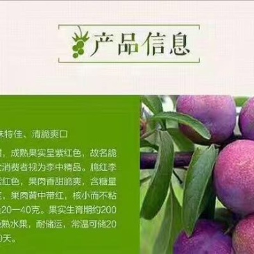 李子20mm以上脆甜可口颜色夺目