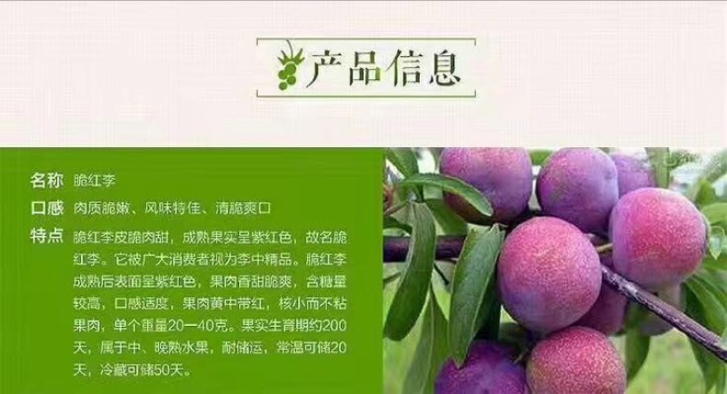 李子20mm以上脆甜可口颜色夺目