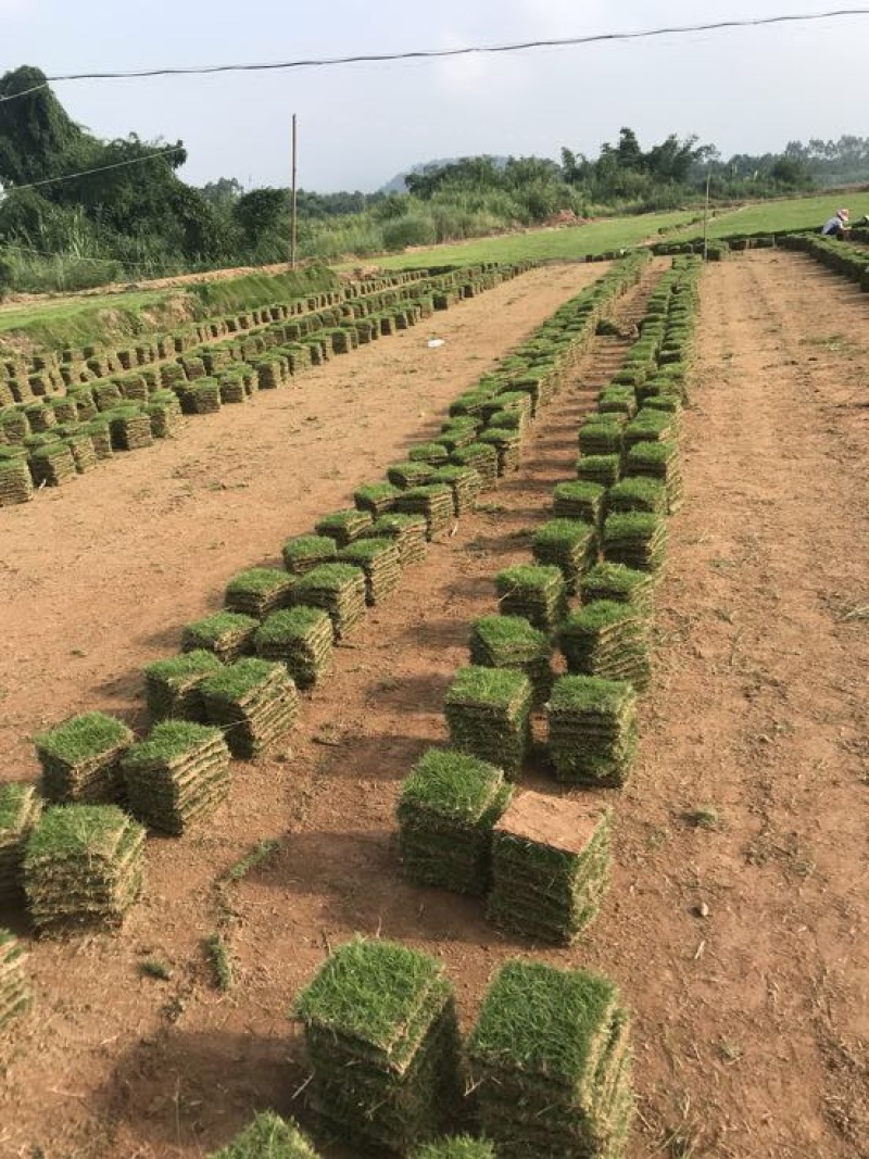 马尼拉草坪