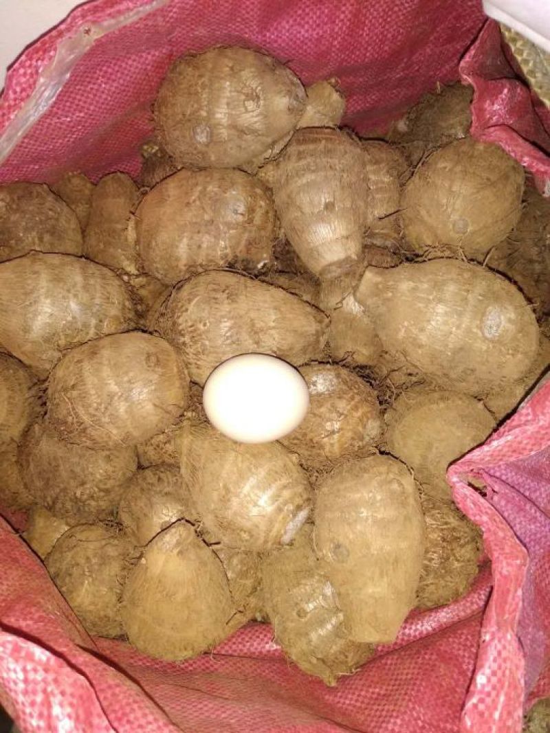 毛芋头3厘米以上