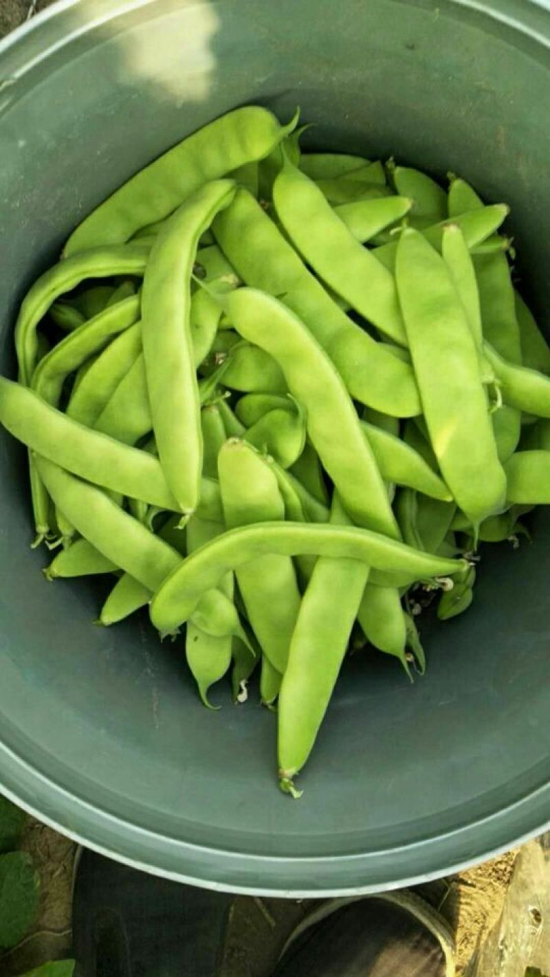 吉林九月青大油豆角，油豆角，大量上市，价格合理欢迎采购！