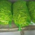 吉林九月青大油豆角，油豆角，大量上市，价格合理欢迎采购！