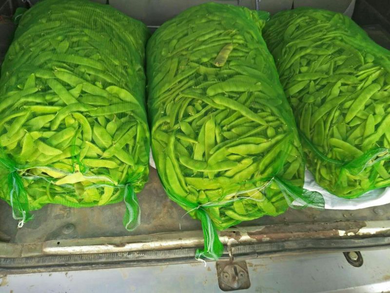 吉林九月青大油豆角，油豆角，大量上市，价格合理欢迎采购！