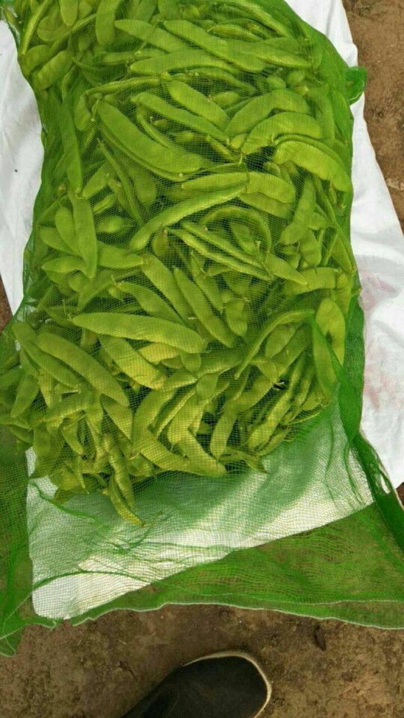 吉林九月青大油豆角，油豆角，大量上市，价格合理欢迎采购！