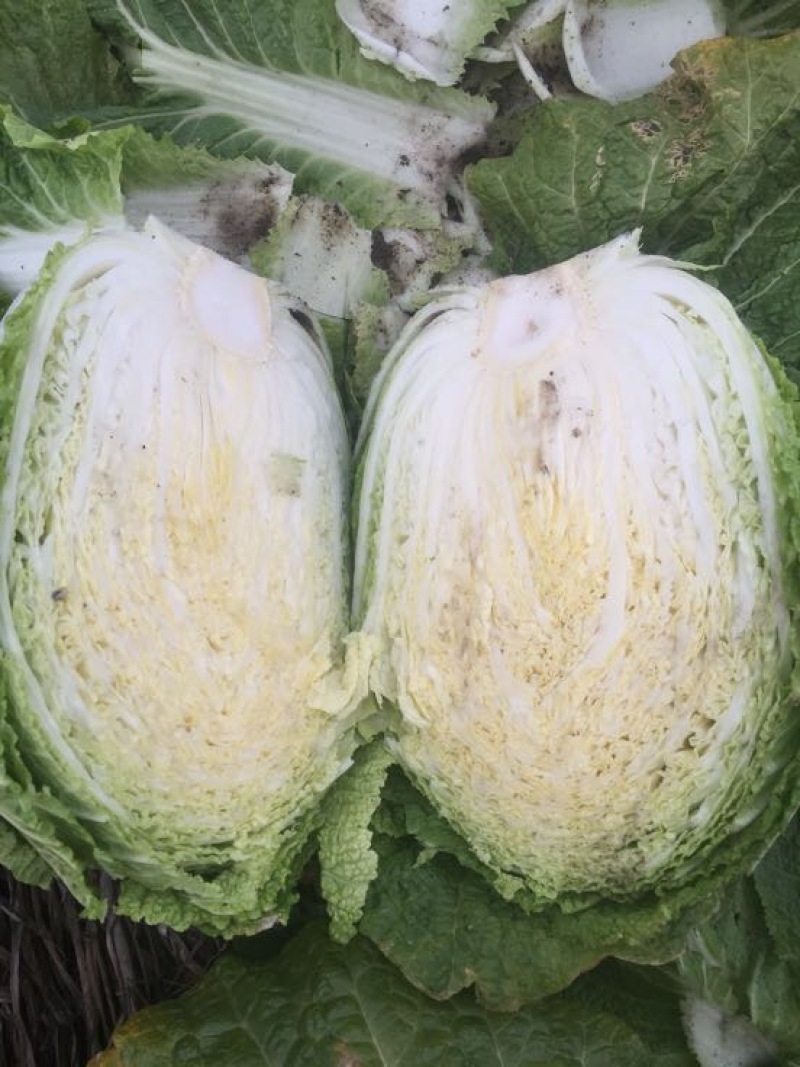 黄心白菜