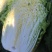 黄心白菜