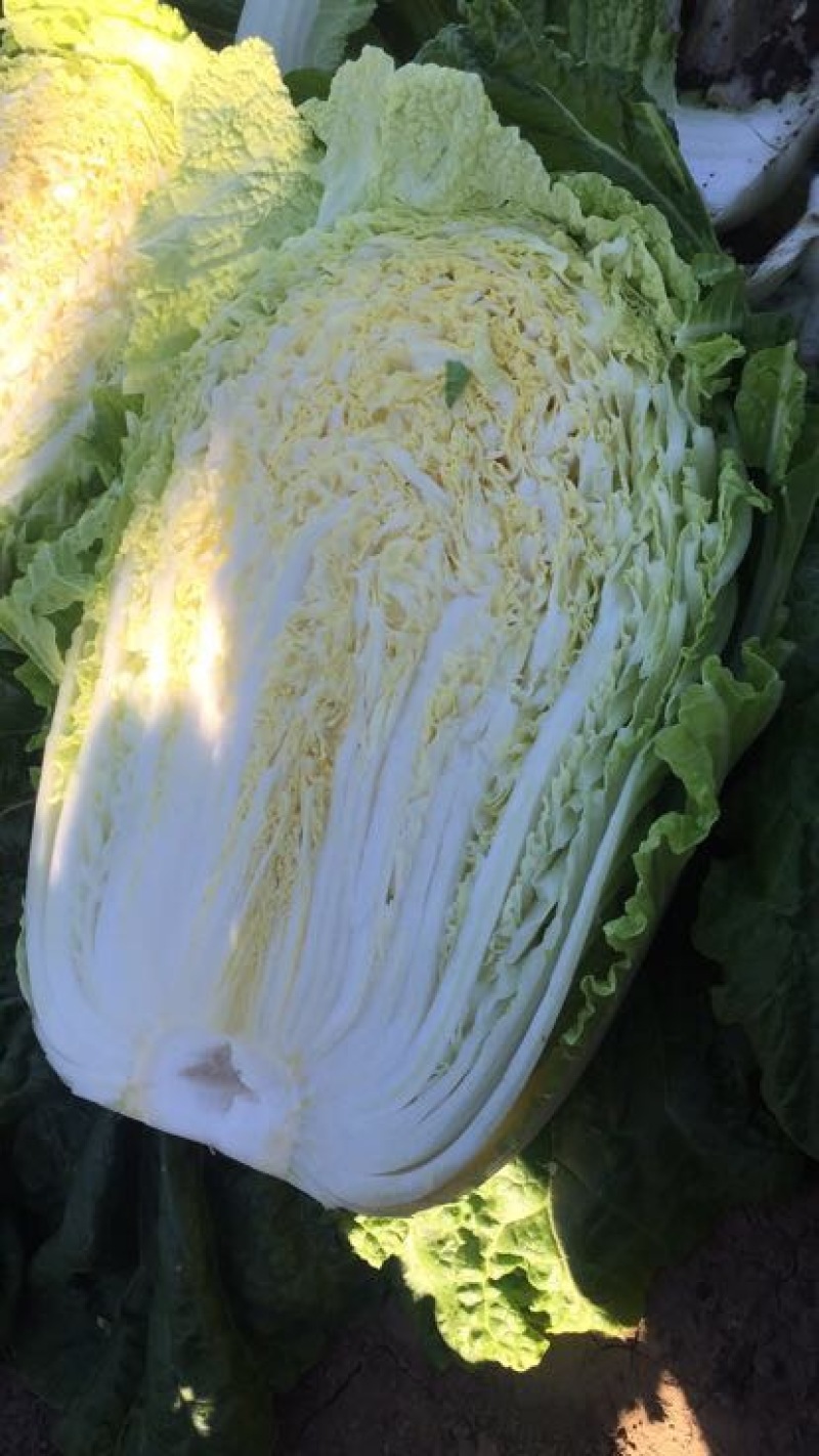 黄心白菜