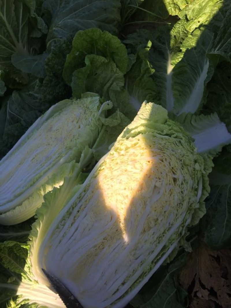 黄心白菜