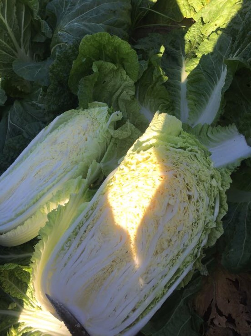 黄心白菜