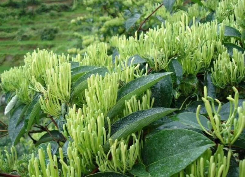 金银花苗