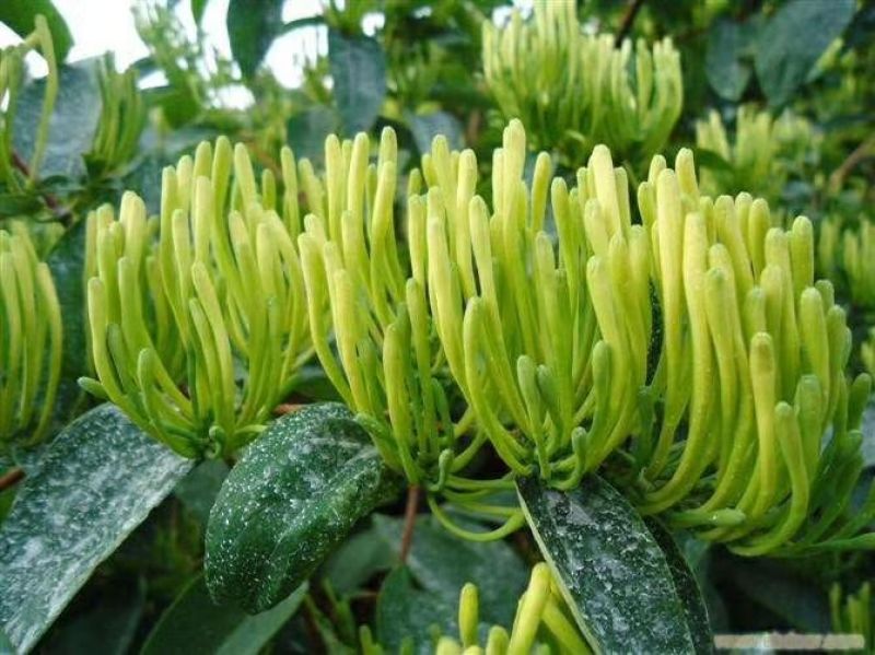 金银花苗