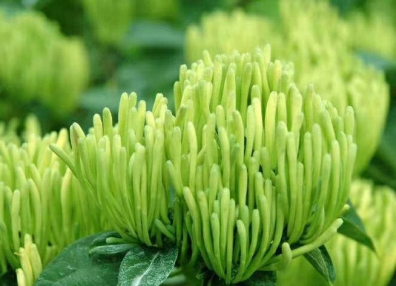 金银花苗