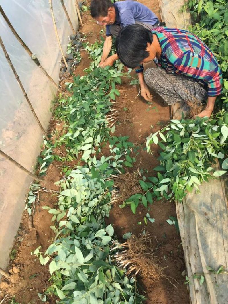 金银花苗