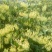 金银花苗
