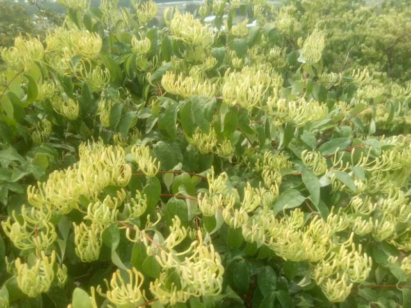 金银花苗